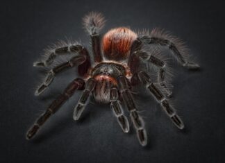 Jak zrobić model pająka?