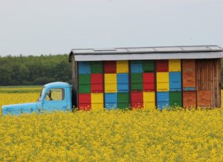 Czy ule trzeba zgłaszać?