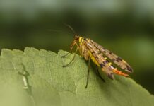 Jaki kamień pasuje do Skorpiona?