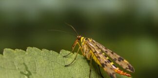 Jaki kamień pasuje do Skorpiona?