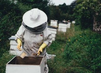 Jaka książka dla początkującego pszczelarza?