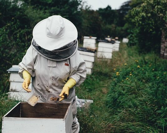 Ile zarabia się jako pszczelarz?