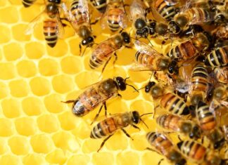 Czy pszczelarstwo jest trudne?